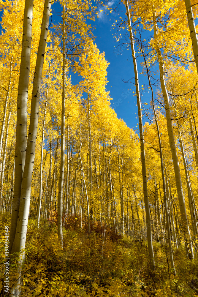 Fototapeta premium Aspen Trees in Color