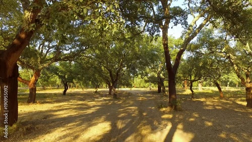 Walking Through Plantation of Cork Oak Trees