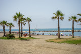 A collective bunch of palm trees with an hammock at Malagueta beach with the ocean in the background in Malaga, Spain, Europe