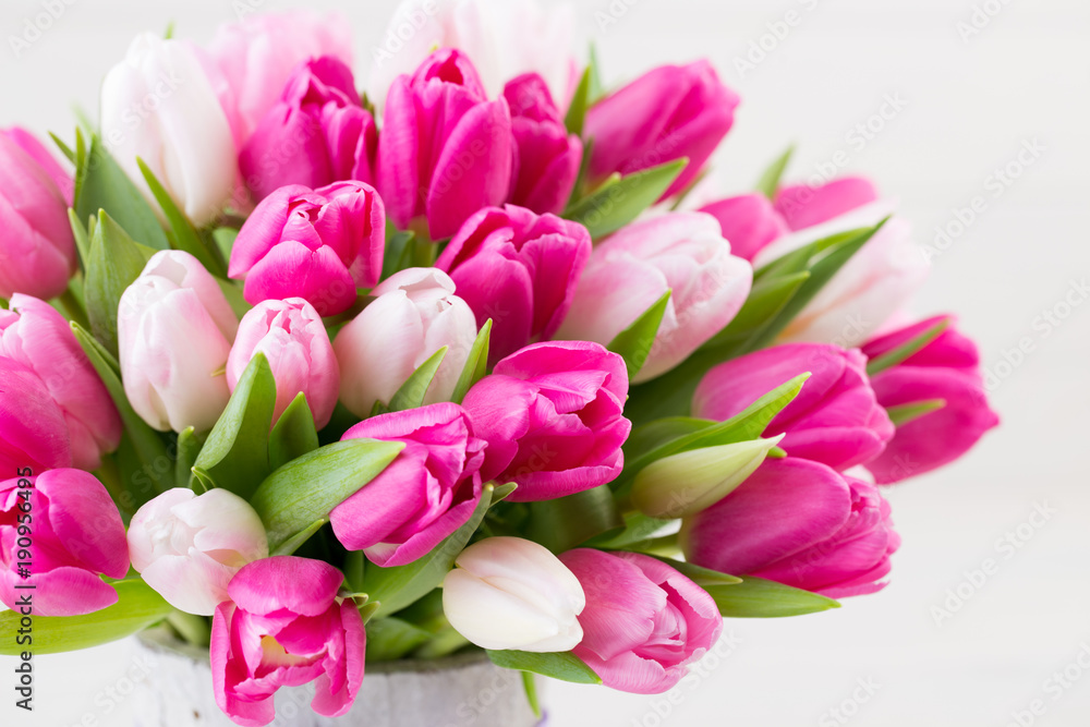 Fototapeta premium Pink tulip on the white background. Easter background