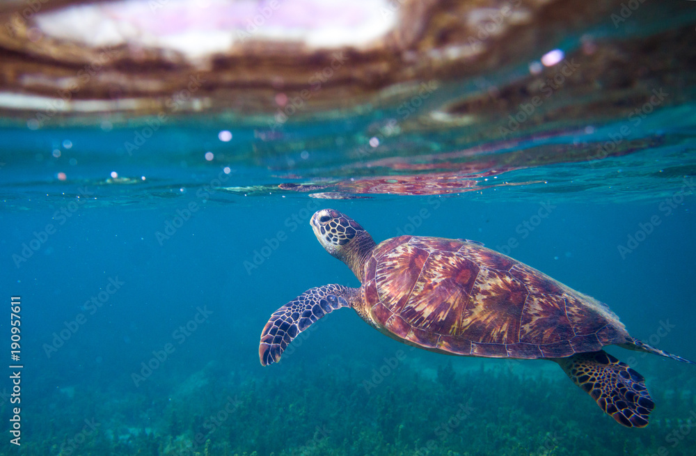 Sea turtle breaths air. Green sea turtle closeup. Wildlife of tropical coral reef.