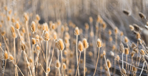 Seed Pod Field with Wind photo