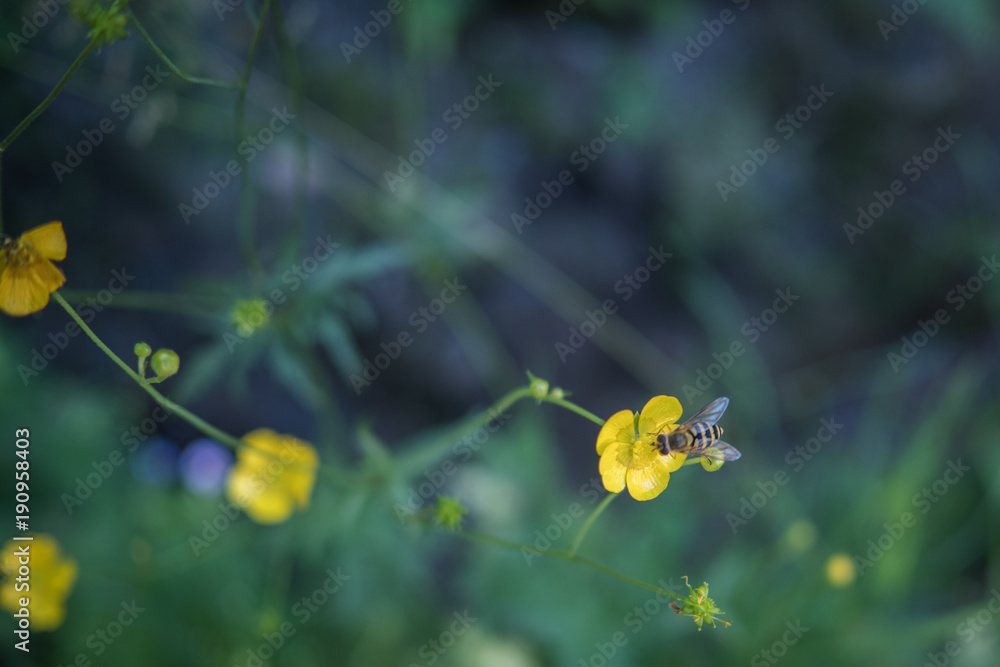Close up small yellow flowers with bee on the dark background Close up small yellow flowers with bee on the dark background