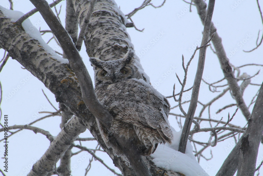 Owl In The Tree, Gold Bar Park, Edmonton, Alberta Owl In The Tree, Gold Bar Park, Edmonton, Alberta