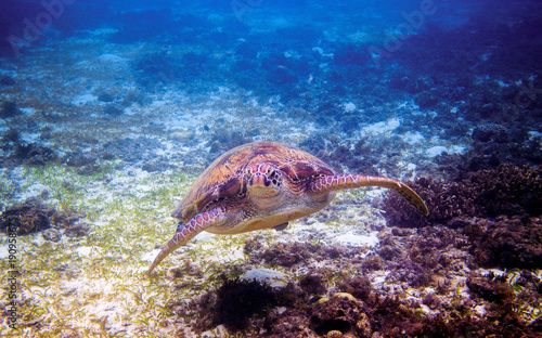 Sea turtle face portrait underwater photo. Green sea turtle closeup.