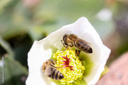 Honey bee collects nectar and pollen in early spring from hellebore, hellebores, Helleborus flowering plants in the family Ranunculaceae.