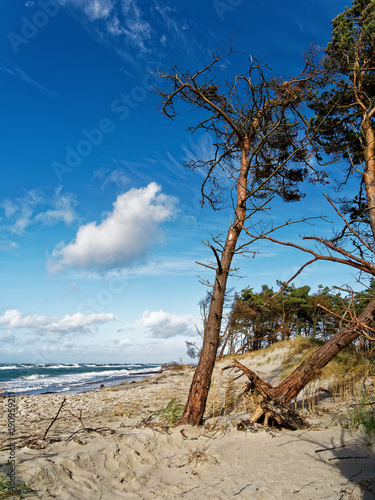 Dar  er Weststrand  Nationalpark Vorpommersche Boddenlandschaft  Mecklenburg Vorpommern  Deutschland