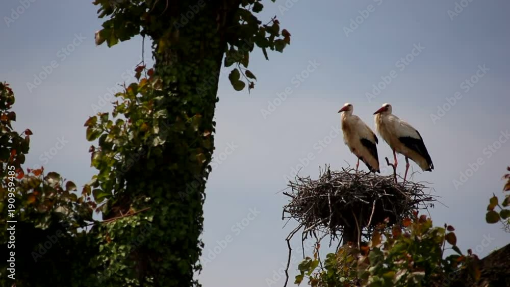Storks are sitting in the nest
