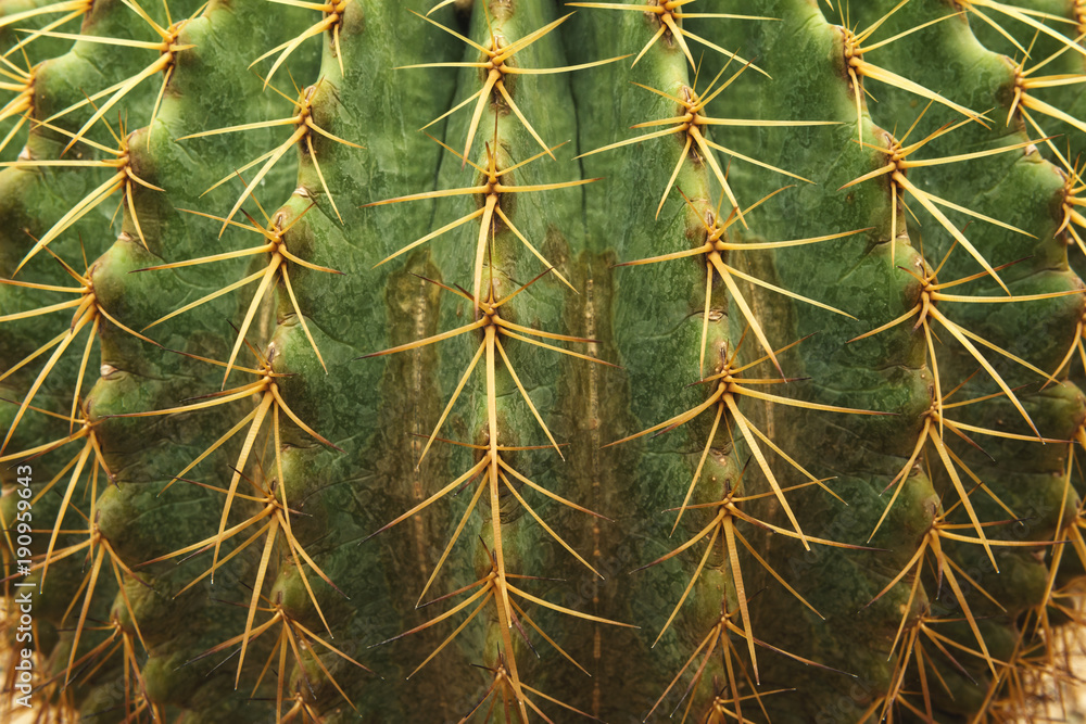 close up green tiny cactus thorn sharp texture close up green tiny cactus thorn sharp texture