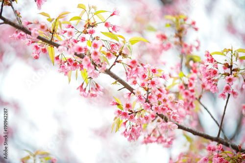 Beautiful Pink Cherry Blossom on nature background , Sakura flower