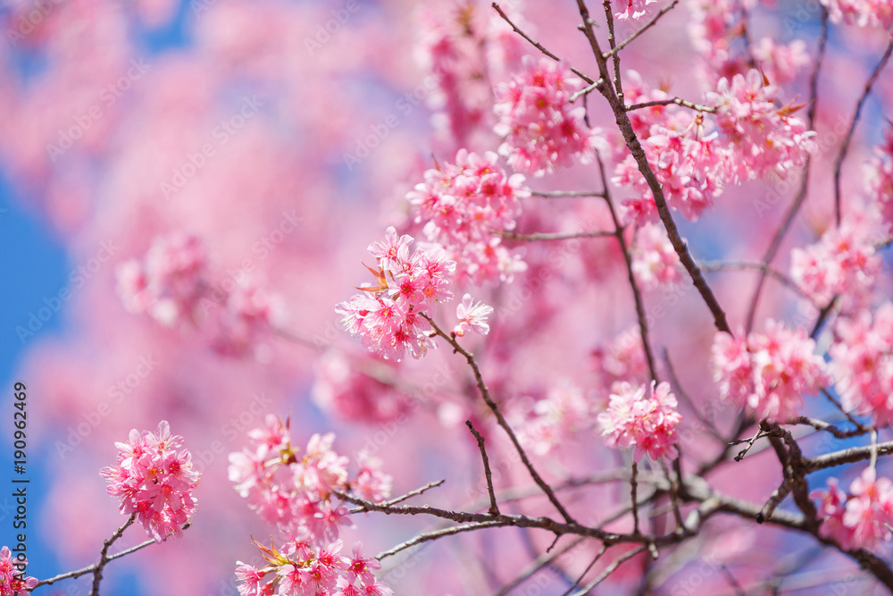 Beautiful  Pink Cherry Blossom on nature background in soft light of sunset, Sakura flower