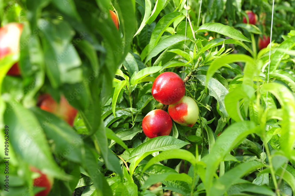 Ripe peaches hanging in a tree Ripe peaches hanging in a tree