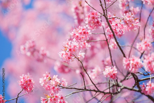Beautiful Pink Cherry Blossom on nature background in soft light of sunset, Sakura flower