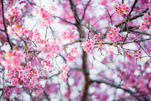 Beautiful  Pink Cherry Blossom on nature background in soft light of sunset, Sakura flower