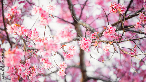 Beautiful  Pink Cherry Blossom on nature background in soft light of sunset  Sakura flower