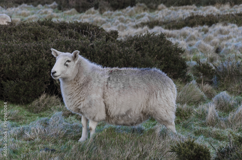 Fototapeta premium Lone sheep standing on moorland