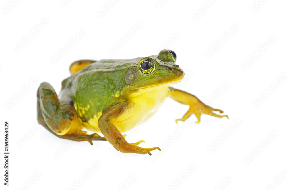 Obraz premium Frog isolated on a white background