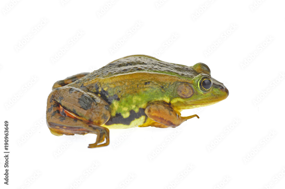 Frog isolated on a white background Frog isolated on a white background