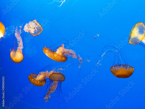 Pacific sea nettle (Chrysaora fuscescens)