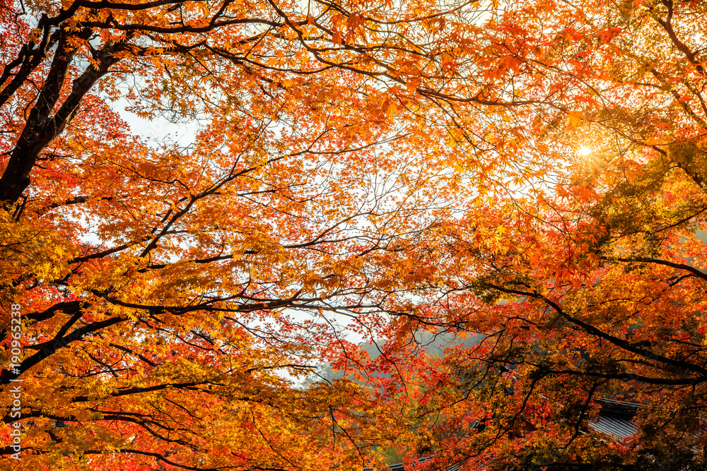 Beautiful fall scenes under the maple trees Beautiful fall scenes under the maple trees
