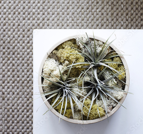 Air Plant (tillandsia) in low planter with moss overhead