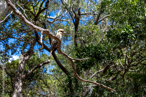 Kookaburra in a tree in Queensland Australia © Acres