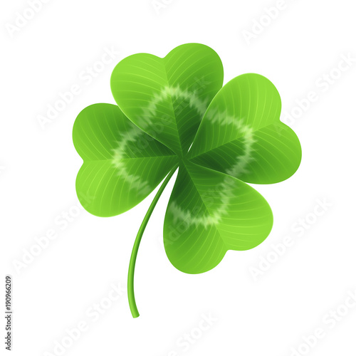Four leaf clover isolated on white. Vector illustration