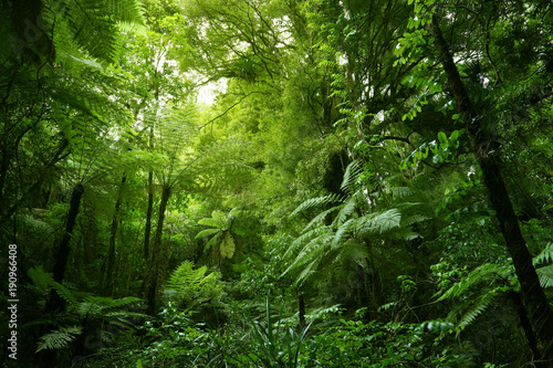 Fototapeta Naklejka Na Ścianę i Meble -  Tree ferns in tropical green jungle forest