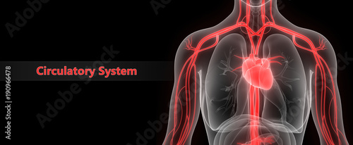 Canvas Print Human Circulatory System Anatomy