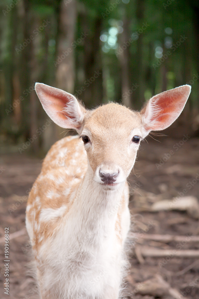 Fototapeta premium Deer in the Forest 