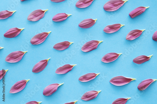 Flower petals on colorful background 
