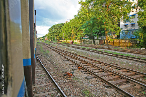 A chicken strays across the lines in the suburbs of Yangon (Rangoon), as the a train passes through