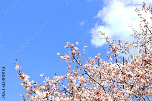 Obraz na płótnie 早咲き桜 w salonie