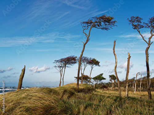 Darßer Weststrand, Nationalpark Vorpommersche Boddenlandschaft, Mecklenburg Vorpommern, Deutschland photo