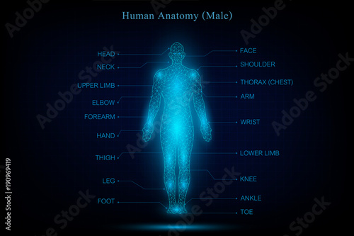 human body anatomy glowing blue in the dark background as medical, science and technology concept. vector illustration.