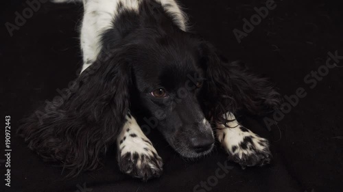 Beautiful female spaniel lies and looks around on a black background stock footage video photo