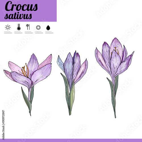 Primrose bulbous flower isolated on white background. Decorative plant crocus