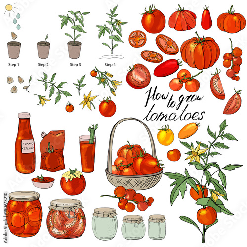 How to grow tomatoes. Isolated fresh vegetables, different sorts. Food made of tomatoes