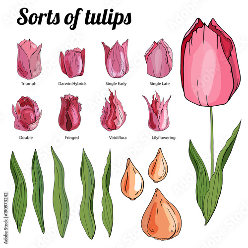 Set of different tulips. Various sorts of color