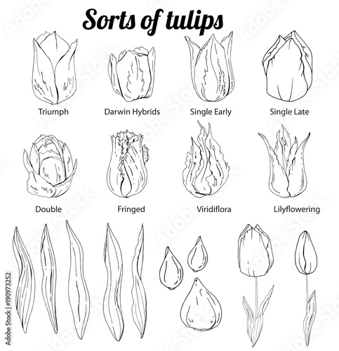 Set of different tulips. Various sorts of color