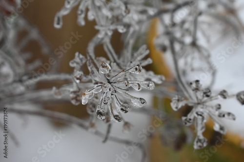 Icy Plants © JENNIFER ADAMS