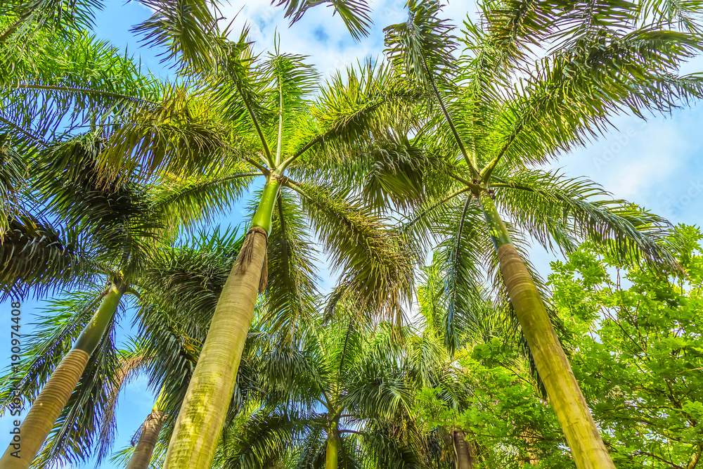 Obraz premium palm