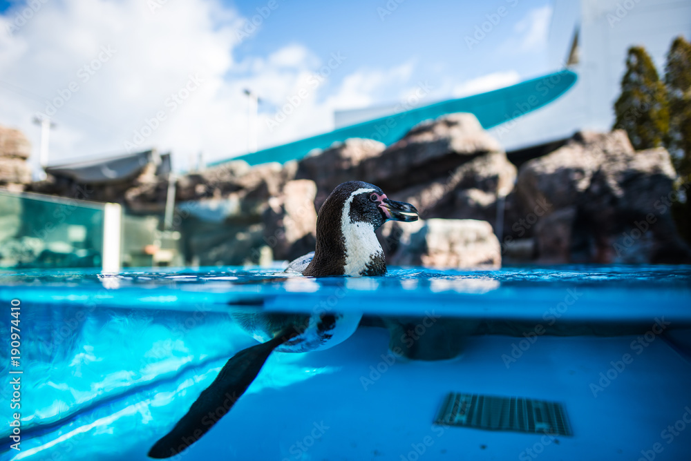 Obraz premium 泳ぐペンギン