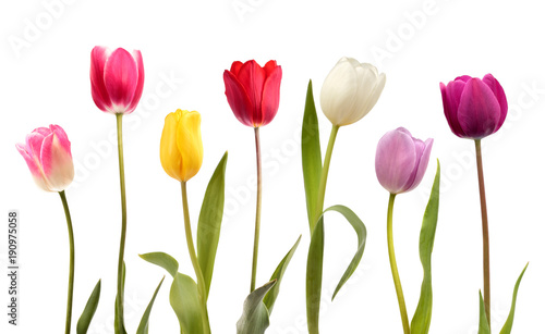 Set of seven different color tulip flowers