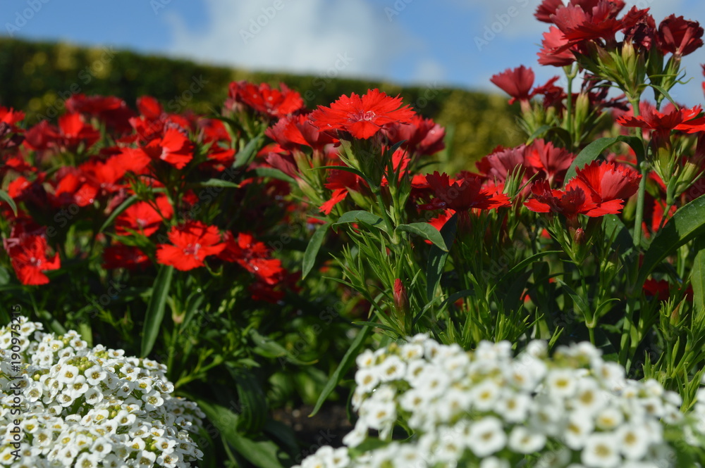 Beautiful flowers and roses with amazing colos and natural beauty! Beautiful flowers and roses with amazing colos and natural beauty!