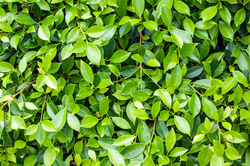 Green leafs pattern background. Abstract leaves texture.