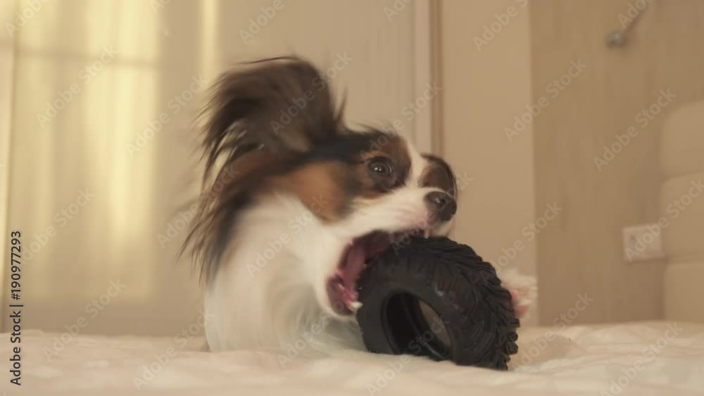 Young dog breeds Papillon Continental Toy Spaniel gnaws rubber tire - a fun tire changer stock footage video Young dog breeds Papillon Continental Toy Spaniel gnaws rubber tire - a fun tire changer stock footage video