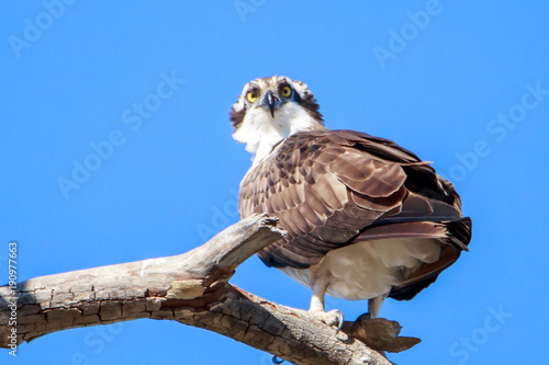 Osprey © AJ