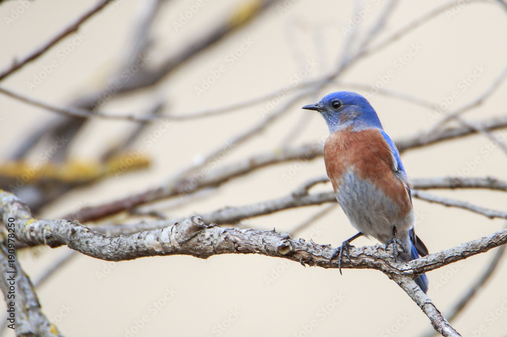 Fototapeta premium Western Bluebird