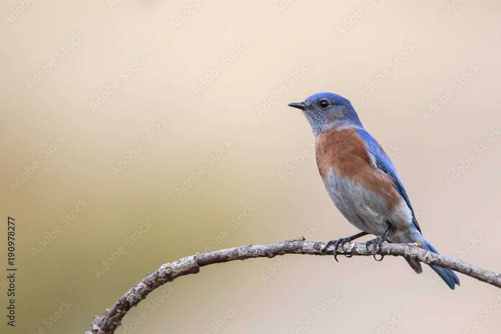 Fototapeta premium Western Bluebird